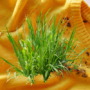 How to Remove Grass Stains (Without Fading Your Clothes)